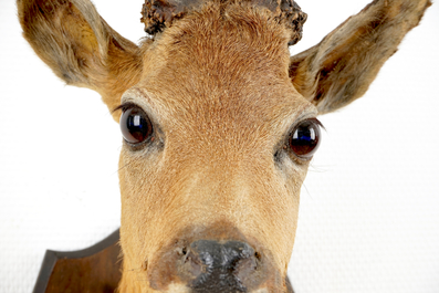 A bust of a roe deer, mounted on wood, taxidermy, late 20th C.