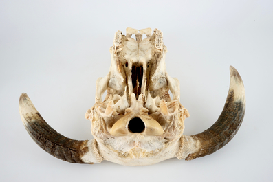 A complete bull's skull, with horns