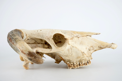 A complete bull's skull, with horns