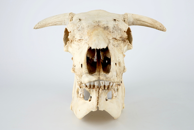 A complete bull's skull, with horns