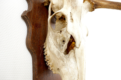 A skull of a red deer with large antlers, mounted on wood