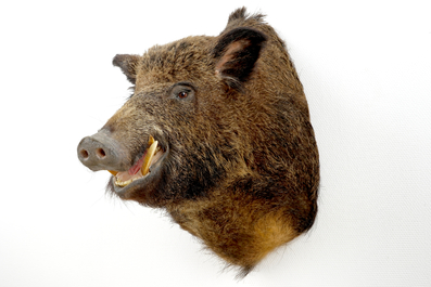 A bust of a wild boar, taxidermy, late 20th C.
