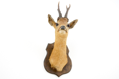 A bust of a roe deer, mounted on wood, taxidermy, late 20th C.