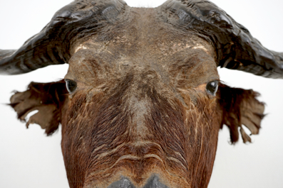 A head of an African buffalo, taxidermy, 2nd half 20th C.