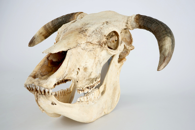 Complete schedel van een boerenstier, met hoorns