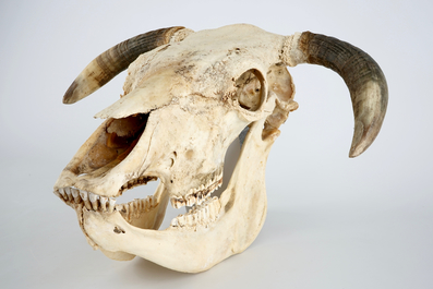 A complete bull's skull, with horns