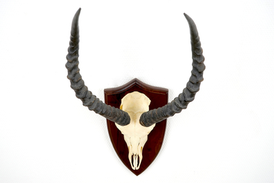 An impala skull with horns, mounted on wood, late 20th C.