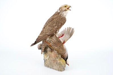A saker falcon with a rock partridge as its prey, modern taxidermy