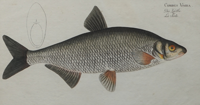 Deux gravures de poissons rehauss&eacute;es de couleurs de Bloch: &quot;Ichtyologie&quot;, vers 1785