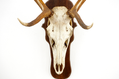 A skull of a red deer with large antlers, mounted on wood