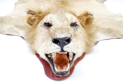 Een mannelijke leeuw als tapijt geprepareerd, met kop