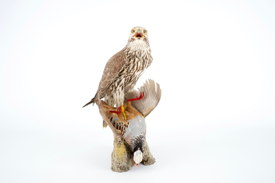 Un faucon sacre avec un perdrix bartavelle comme proie, taxidermie moderne