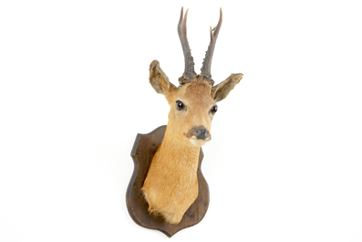 A bust of a roe deer, mounted on wood, taxidermy, late 20th C.