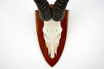 Een schedel met horens van een hartebeest, op hout gemonteerd