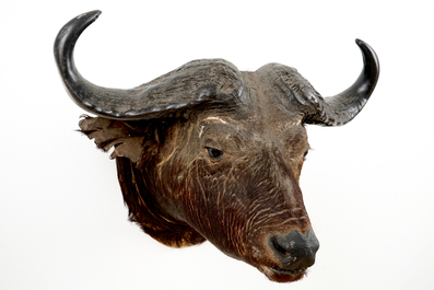 Een kop van een Afrikaanse buffel, taxidermie, 2e helft 20e eeuw