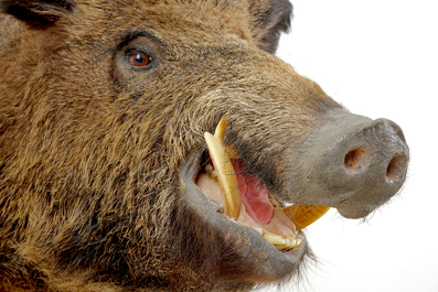 A bust of a wild boar, taxidermy, late 20th C.