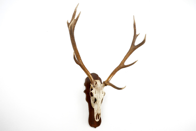 A skull of a red deer with large antlers, mounted on wood