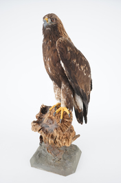 A large female golden eagle, presented standing, modern taxidermy