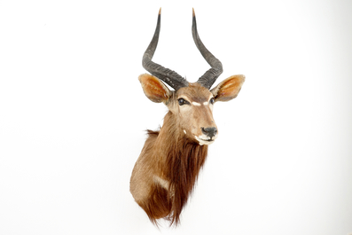 A Nyala bust, taxidermy, late 20th C.