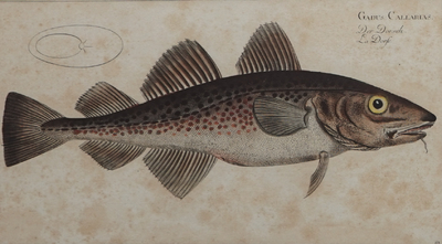 Deux gravures de poissons rehauss&eacute;es de couleurs de Bloch: &quot;Ichtyologie&quot;, vers 1785
