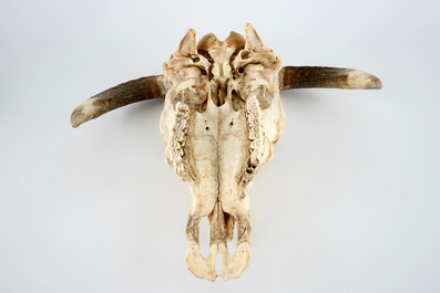 A complete bull's skull, with horns