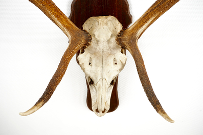 A skull of a red deer with large antlers, mounted on wood