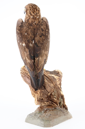 A large female golden eagle, presented standing, modern taxidermy