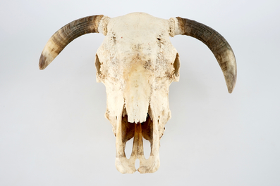 A complete bull's skull, with horns