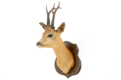 A bust of a roe deer, mounted on wood, taxidermy, late 20th C.