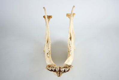 Complete schedel van een boerenstier, met hoorns
