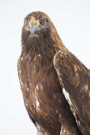 A large female golden eagle, presented standing, modern taxidermy