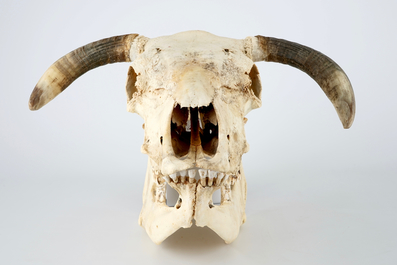 A complete bull's skull, with horns