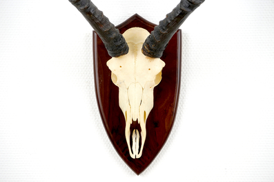 Een impala-schedel met hoorns, op hout gemonteerd, eind 20e eeuw