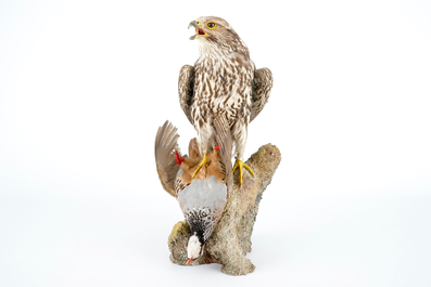 A saker falcon with a rock partridge as its prey, modern taxidermy