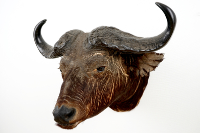 Een kop van een Afrikaanse buffel, taxidermie, 2e helft 20e eeuw