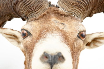 A bust of a mouflon, mounted on wood, taxidermy, late 20th C.