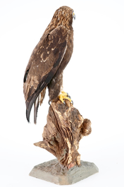 A large female golden eagle, presented standing, modern taxidermy