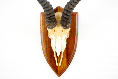 Drie schedels met horens van een blesbok, een impala en een rietbok, op hout gemonteerd