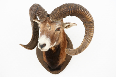 A bust of a mouflon, mounted on wood, taxidermy, late 20th C.