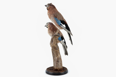 Two Eurasian Jay birds on a small wooden trunk, modern taxidermy