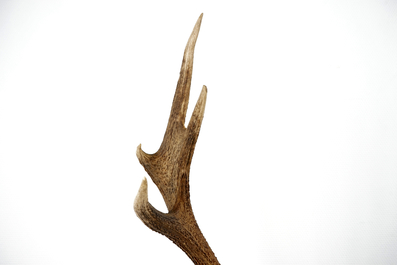 A skull of a red deer with large antlers, mounted on wood