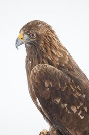 A large female golden eagle, presented standing, modern taxidermy