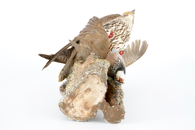 Un faucon sacre avec un perdrix bartavelle comme proie, taxidermie moderne