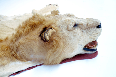 A male lion prepared as a rug, with head