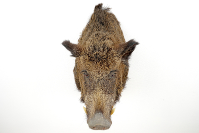 A bust of a wild boar, taxidermy, late 20th C.