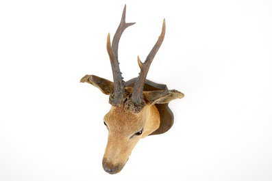 A bust of a roe deer, mounted on wood, taxidermy, late 20th C.