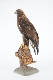 A large female golden eagle, presented standing, modern taxidermy