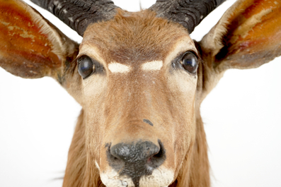 A Nyala bust, taxidermy, late 20th C.