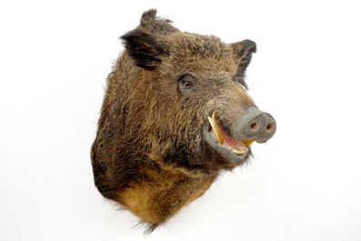 A bust of a wild boar, taxidermy, late 20th C.