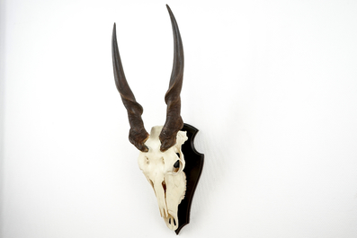 A horned skull of a common eland antelope, mounted on wood